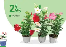 Mr Bricolage Dipladénia offre