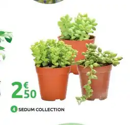 Mr Bricolage Sedum collection offre