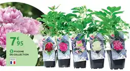 Mr Bricolage Pivoine de collection offre