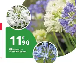 Mr Bricolage Agapanthe variée bleu/blanc offre