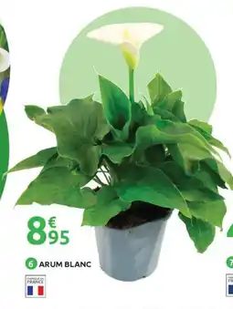 Mr Bricolage Arum blanc offre
