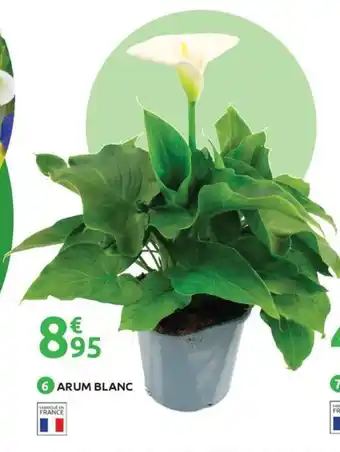 Arum blanc