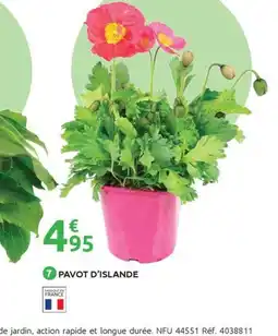 Mr Bricolage Pavot d'islande offre