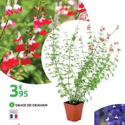 Mr Bricolage Sauge de graham offre