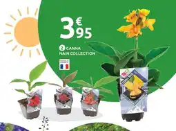 Mr Bricolage Canna nain collection offre
