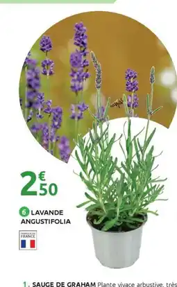 Mr Bricolage Lavande angustifolia offre