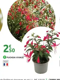Mr Bricolage Fuchsia vivace offre