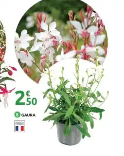 Mr Bricolage Gaura offre