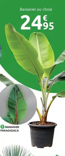 Mr Bricolage Bananier au choix offre