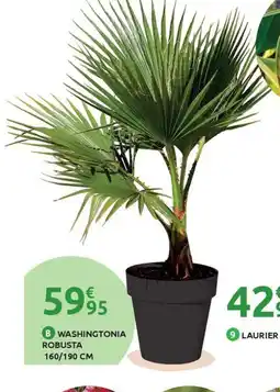 Mr Bricolage Washingtonia robusta offre