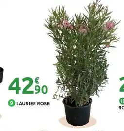 Mr Bricolage Laurier rose offre