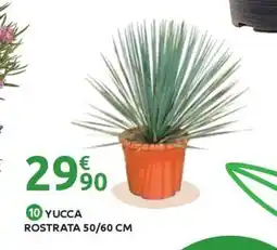 Mr Bricolage Rostrata offre