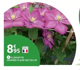 Mr Bricolage Clématite grande fleur offre