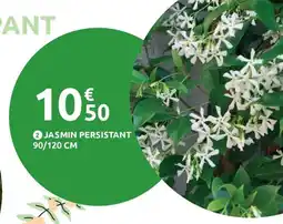 Mr Bricolage Jasmin persistant offre