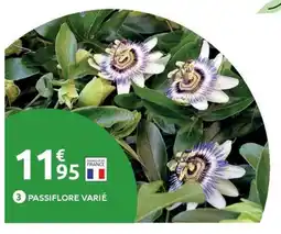 Mr Bricolage Passiflore varié offre