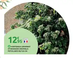 Mr Bricolage Hortensia grimpant hydrangea anomala petiolaris offre