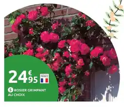 Mr Bricolage Rosier grimpant offre
