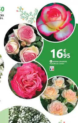 Mr Bricolage Rosier grandes fleurs au choix offre