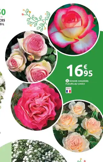 Rosier grandes fleurs au choix