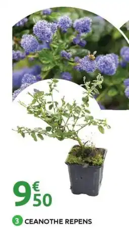 Mr Bricolage Ceanothe repens offre