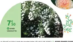 Mr Bricolage Spirée vanhouttei offre