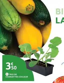Mr Bricolage Trio de courgettes couleur offre