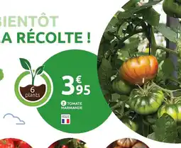 Mr Bricolage Tomate marmande offre