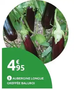 Mr Bricolage Aubergine longue greffée baluroi offre