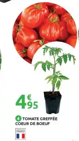Mr Bricolage Tomate greffée coeur de boeuf offre
