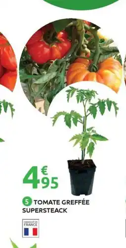 Mr Bricolage Tomate greffée supersteack offre