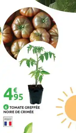 Mr Bricolage Tomate greffée noire de crimée offre