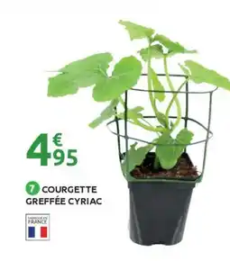 Mr Bricolage Courgette greffée cyriac offre