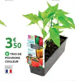 Mr Bricolage Trio de poivrons couleur offre
