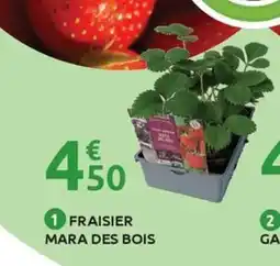 Mr Bricolage Fraisier mara des bois offre