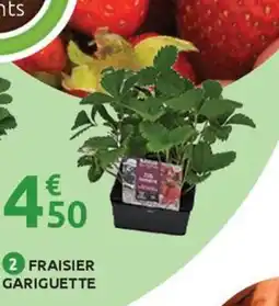 Mr Bricolage Fraisier gariguette offre