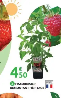 Mr Bricolage Framboisier remontant héritage offre