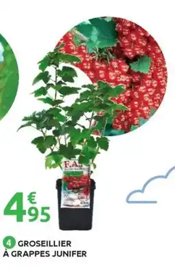 Mr Bricolage Groseillier à grappes junifer offre