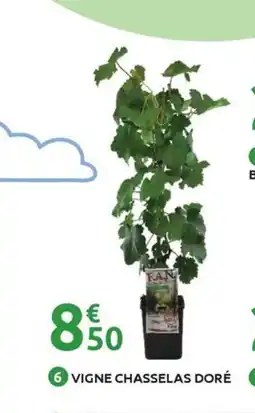 Mr Bricolage Vigne chasselas doré offre