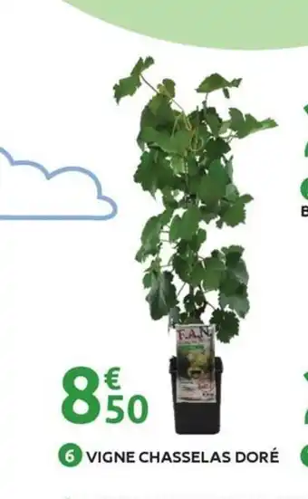 Mr Bricolage Vigne chasselas doré offre