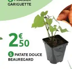 Mr Bricolage Patate douce beauregard offre