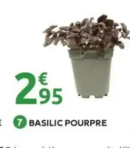 Mr Bricolage Basilic pourpre offre