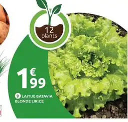 Mr Bricolage Laitue batavia blonde lirice offre
