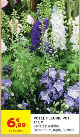 Intermarché Hyper Potée fleurie pot offre