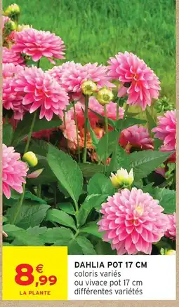 Intermarché Hyper Dahlia pot 17 cm offre