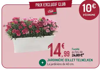 Jardinière œillet telnelken