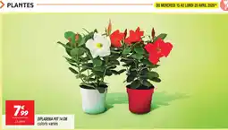 Netto Dipladenia pot 14 cm offre