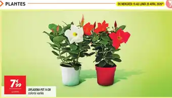 Netto Dipladenia pot 14 cm offre