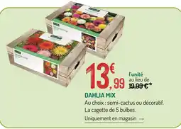 Botanic Dahlia mix offre