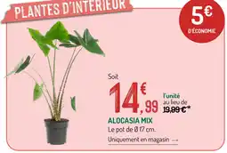Botanic Alocasia mix offre