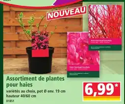 Norma Assortiment de plantes pour haies offre